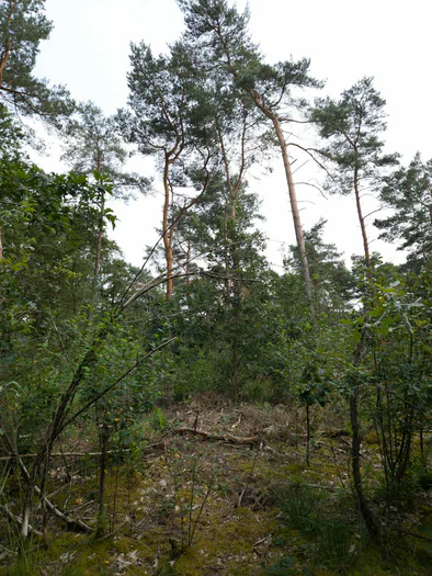 De Hoge Rielen, Kasterlee (Belgium)